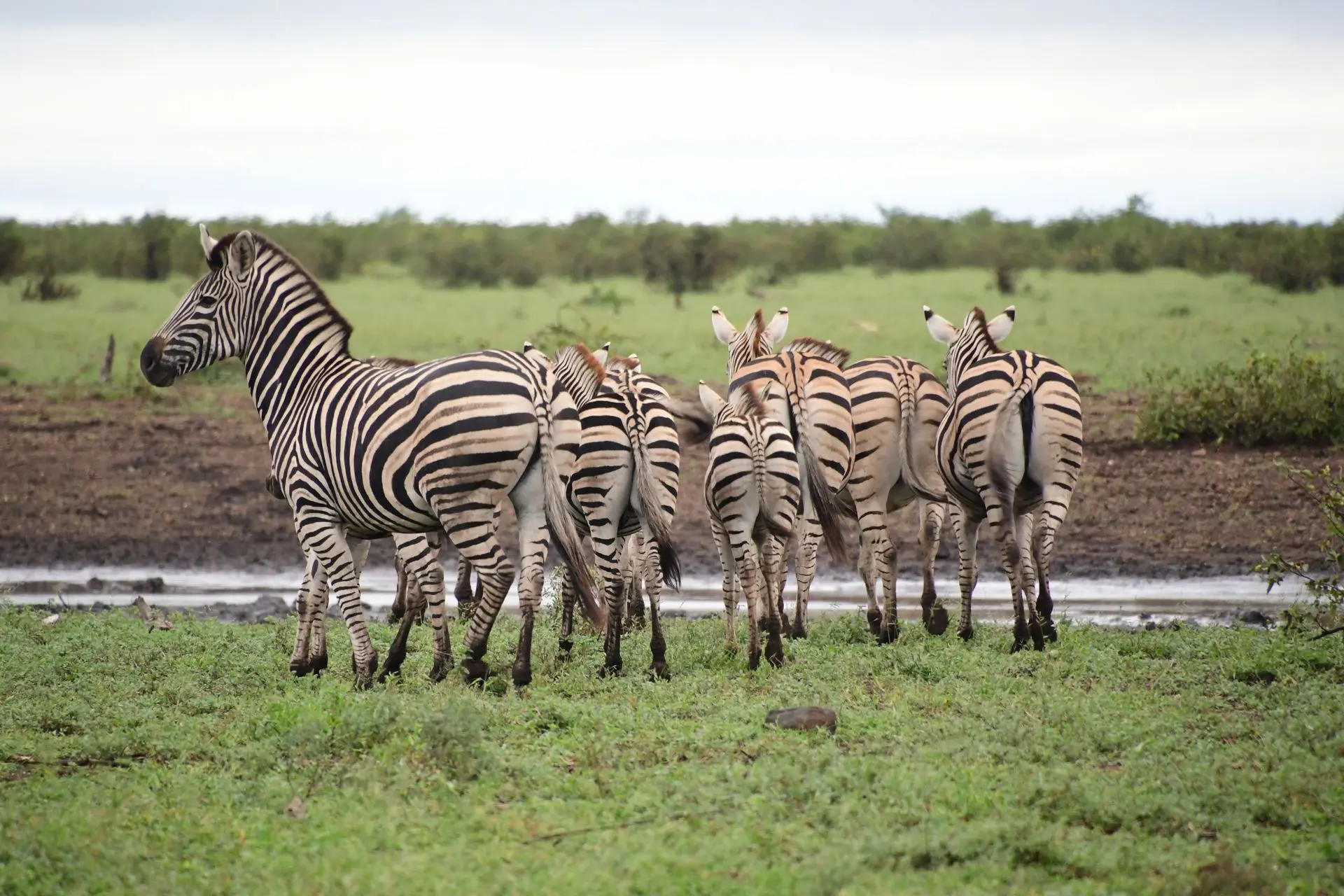 besetzung von kalahari hunting grounds
